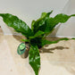 Microsorum Crocodyllus Crocodile Fern in a 12cm pot Cassandra's Plants