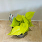 Philodendron Hederaceum Lemon Lime in a 12cm Pot Cassandra's Plants