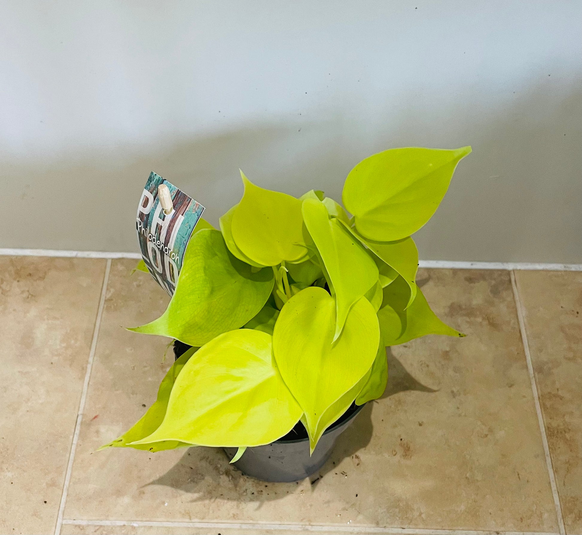 Philodendron Hederaceum Lemon Lime in a 12cm Pot Cassandra's Plants