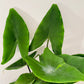Alocasia Zebrina "Black Stem" 19cm Pot Cassandra's Plants
