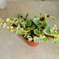 Variegated Portulacaria Afra Elephant Bush Cassandra's Plants 
