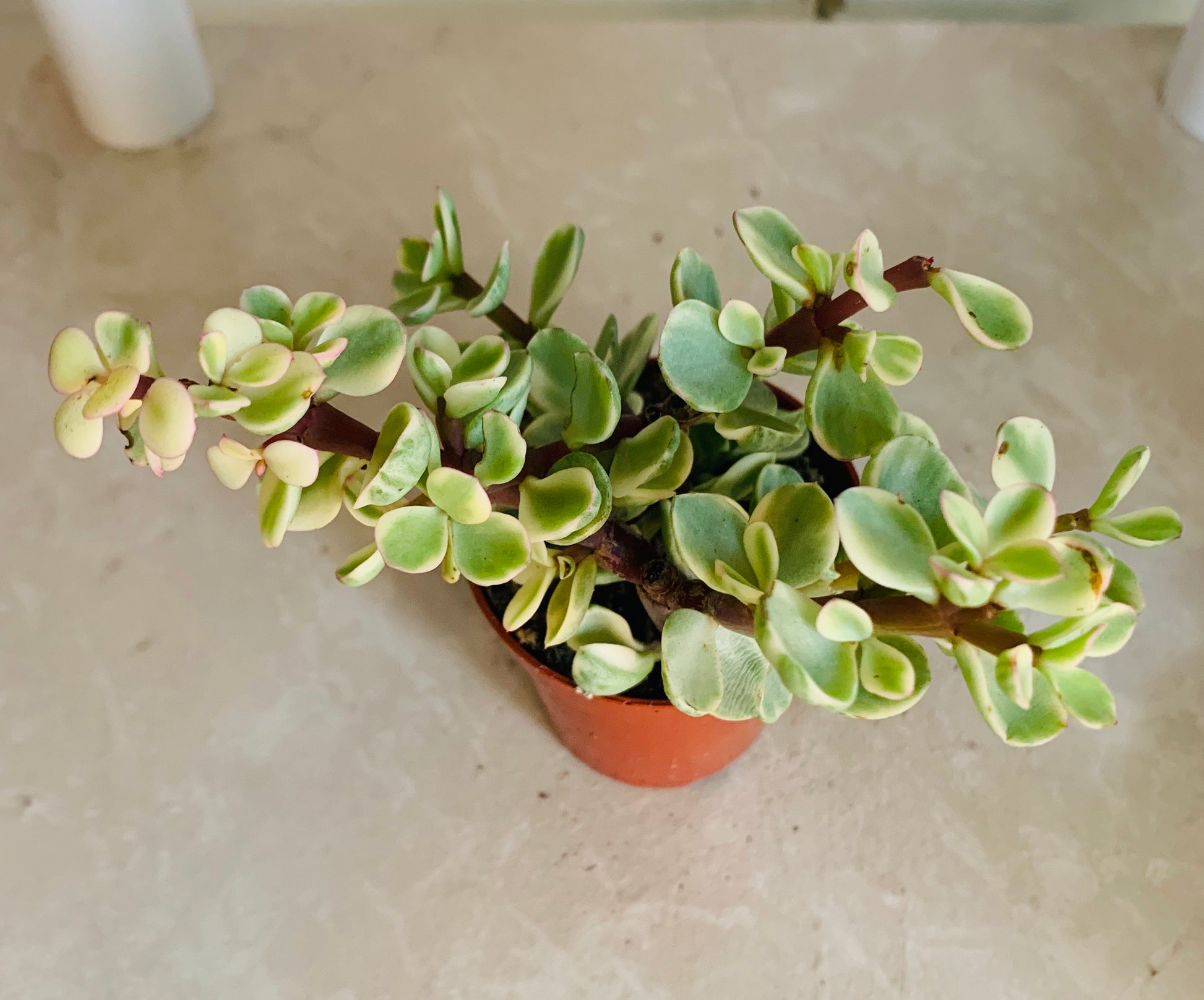 Variegated Portulacaria Afra Elephant Bush Cassandra's Plants 