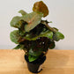 Syngonium Podophyllum Maria Allusion in 7cm pot Cassandra's Plants