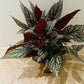 Begonia Rex “Snow Capped” 13cm Pot Cassandra's Plants