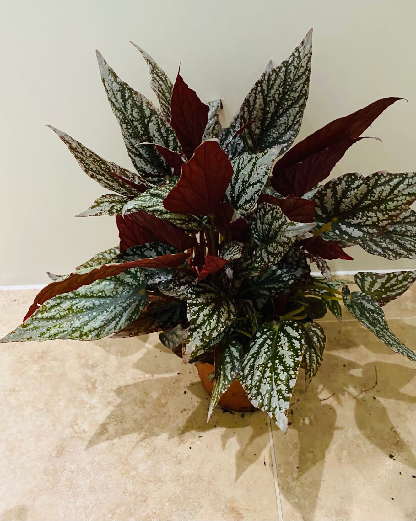 Begonia Rex “Snow Capped” 13cm Pot Cassandra's Plants