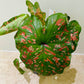 Caladium Dart Frog 12cm Pot Cassandra's Plants