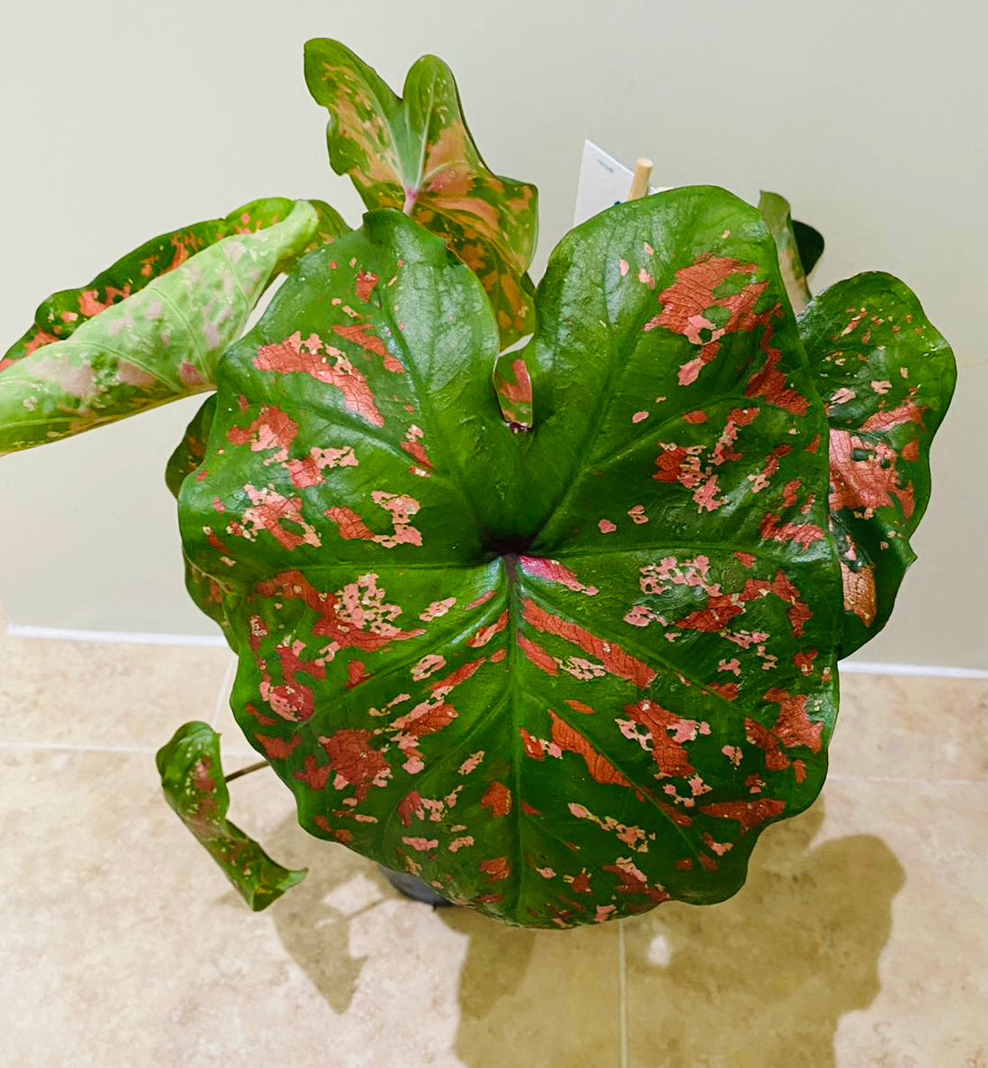 Caladium Dart Frog 12cm Pot Cassandra's Plants