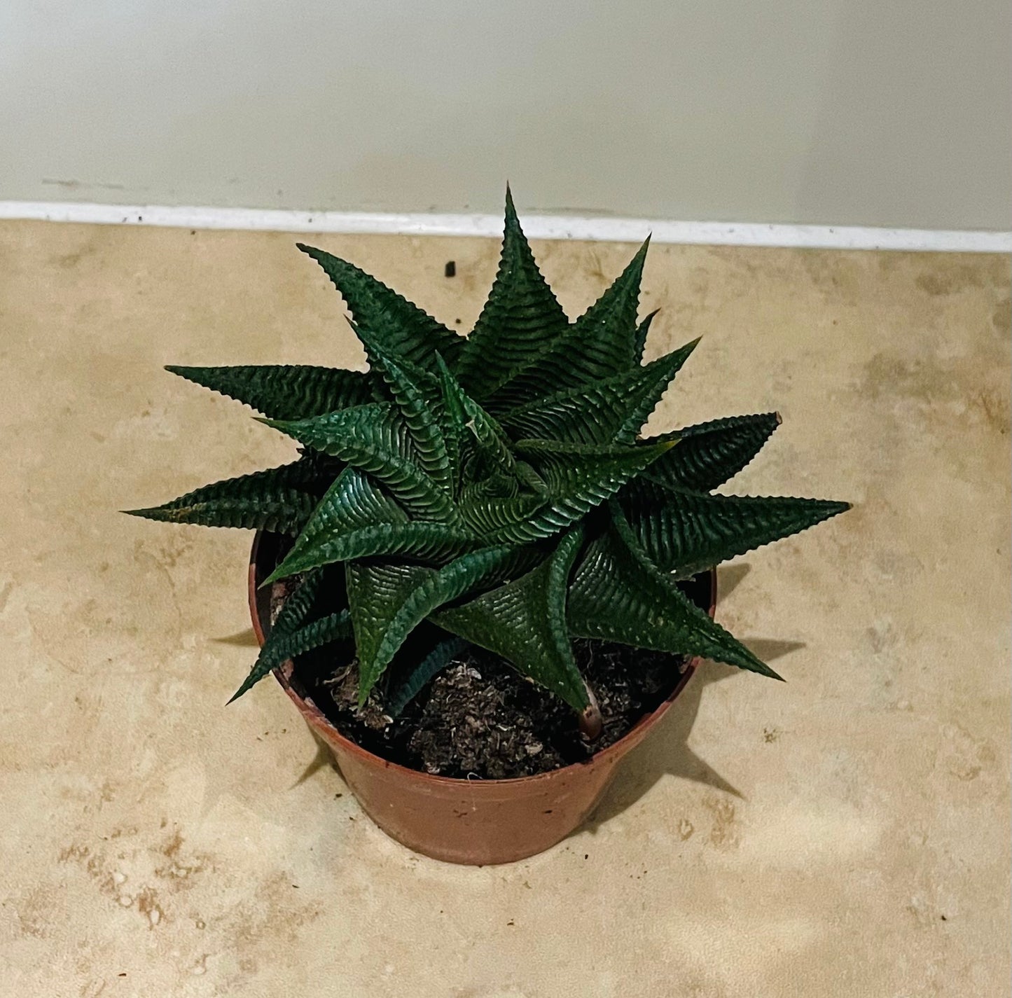 Haworthia Limifolia Fairy Washboard 8.5cm Pot Cassandra's Plants