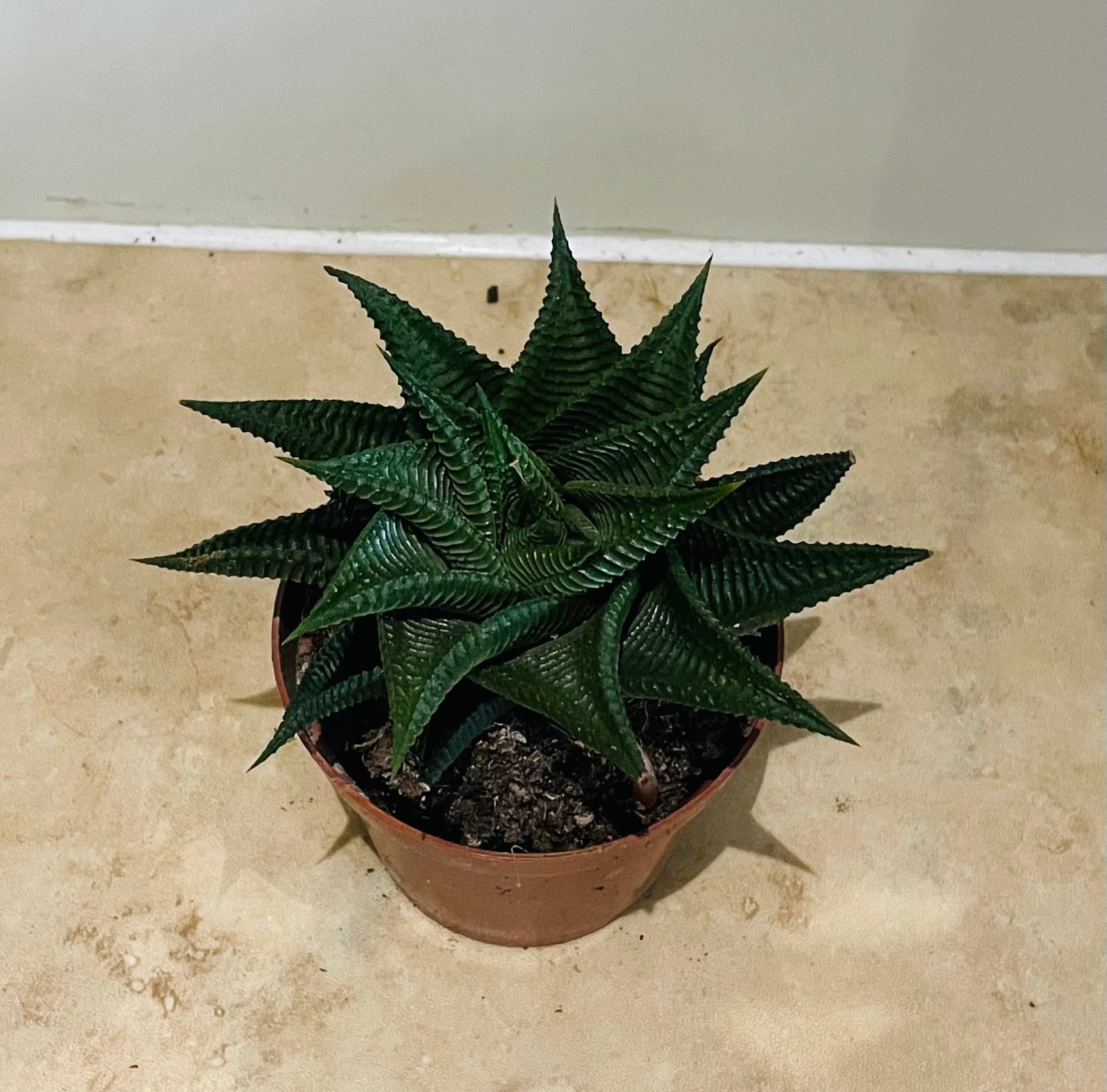 Haworthia Limifolia Fairy Washboard 8.5cm Pot Cassandra's Plants
