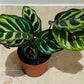 Calathea Makoyana Peacock Plant 7cm Pot Cassandra's Plants
