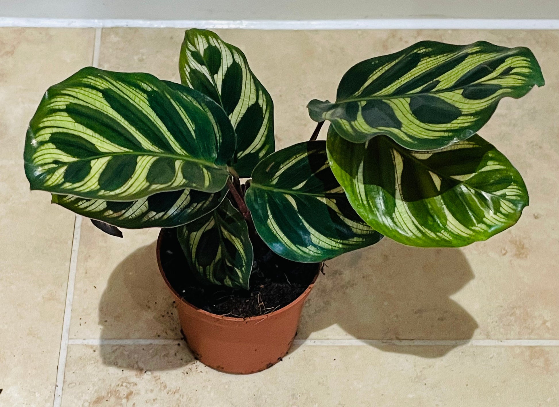 Calathea Makoyana Peacock Plant 7cm Pot Cassandra's Plants