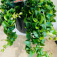 Aeschynanthus Radicans Rasta Lipstick Plant 15cm Hanging Pot Cassandra's Plants