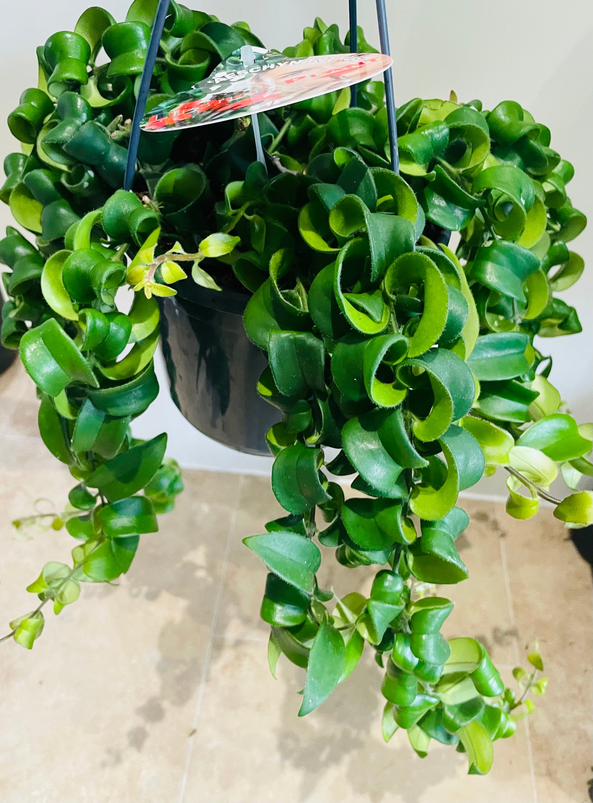 Aeschynanthus Radicans Rasta Lipstick Plant 15cm Hanging Pot Cassandra's Plants