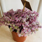 Callisia Repens Rosato 9cm Pot Cassandra's Plants