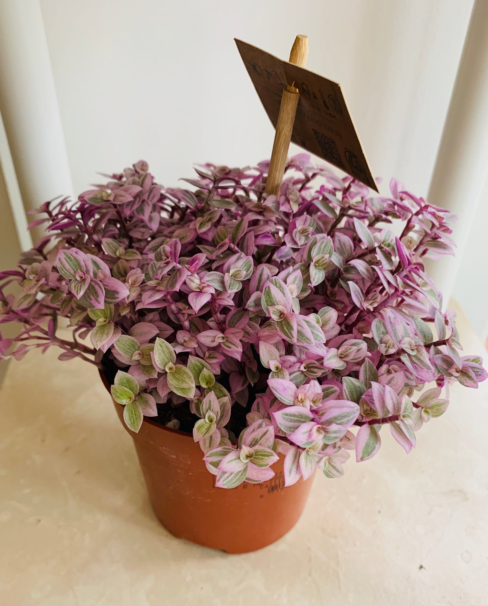 Callisia Repens Rosato 9cm Pot Cassandra's Plants