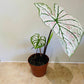 Caladium Strawberry Star 12cm Pot Cassandra's Plants