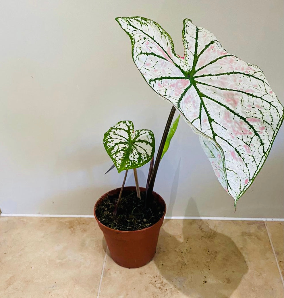 Caladium Strawberry Star 12cm Pot Cassandra's Plants