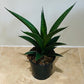 Sansevieria Tough Lady in a 9cm pot Cassandra's Plants