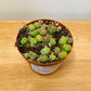Lithops Julii ssp. Fulleri cv 'Fullergreen' Mix in 8cm pot Cassandra's Plants
