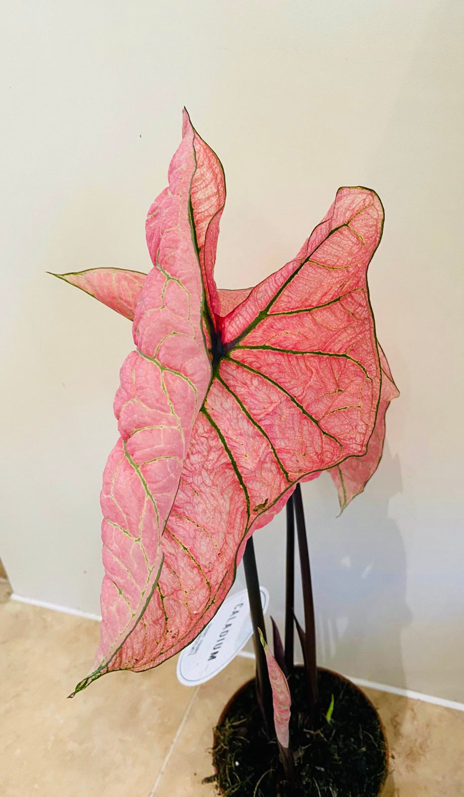 Caladium Spring Fling 12cm Pot Cassandra's Plants