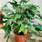 Philodendron Xanadu Cassandra's Plants