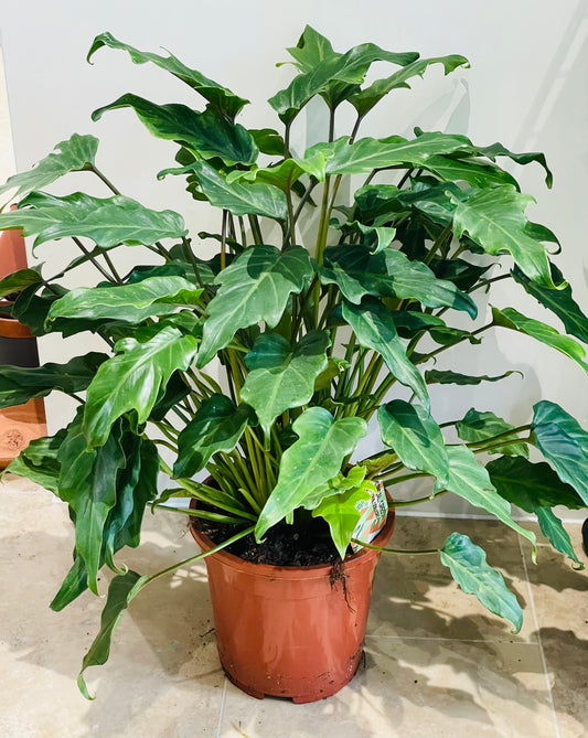 Philodendron Xanadu Cassandra's Plants