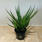Sansevieria Comet Kichaka in a 9cm pot Cassandra's Plants