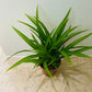 Chlorophytum Comosum Lemon 12cm Pot Cassandra's Plants