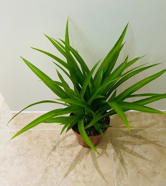 Chlorophytum Comosum Lemon 12cm Pot Cassandra's Plants