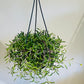 Othonna Capensis Ruby Necklace / Little Pickles in a 14cm Hanging Pot Cassandra's Plants