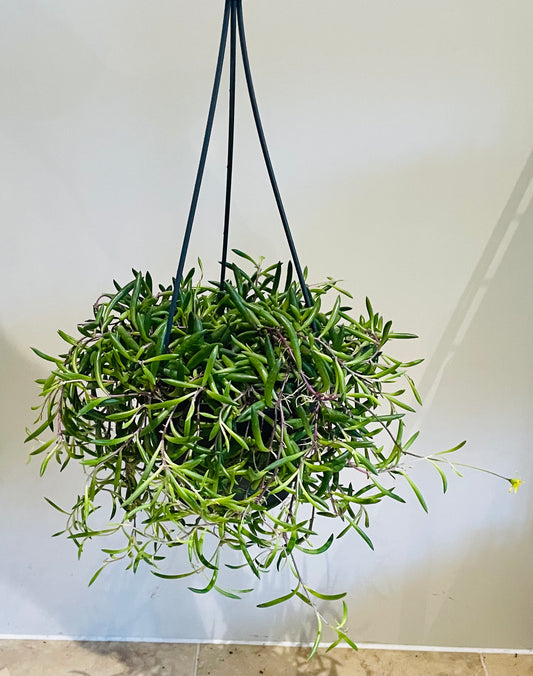 Othonna Capensis Ruby Necklace / Little Pickles in a 14cm Hanging Pot Cassandra's Plants
