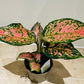 Aglaonema Pink Dalmatian Chinese Evergreen 12cm Pot Cassandra's Plants