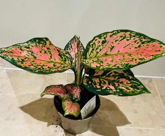 Aglaonema Pink Dalmatian Chinese Evergreen 12cm Pot Cassandra's Plants