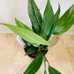 Epipremnum Pinnatum in a 12cm pot Cassandra's Plants
