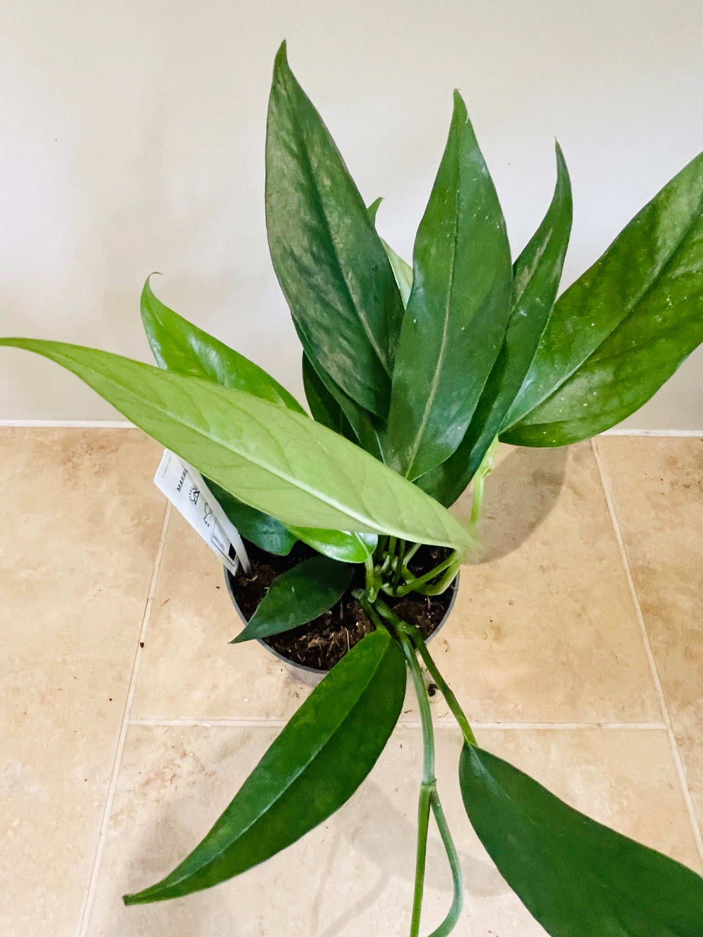 Epipremnum Pinnatum in a 12cm pot Cassandra's Plants
