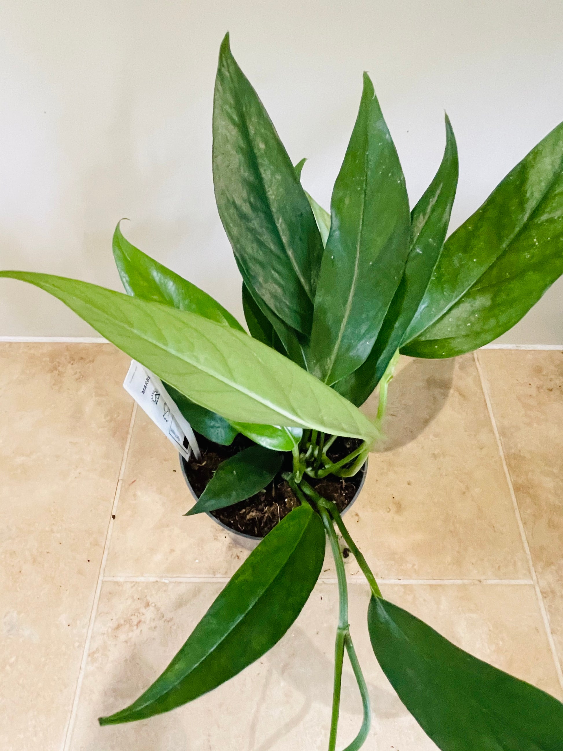 Epipremnum Pinnatum in a 12cm pot Cassandra's Plants