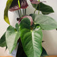 Black Anthurium Adraeanum 12cm Pot Cassandra's Plants