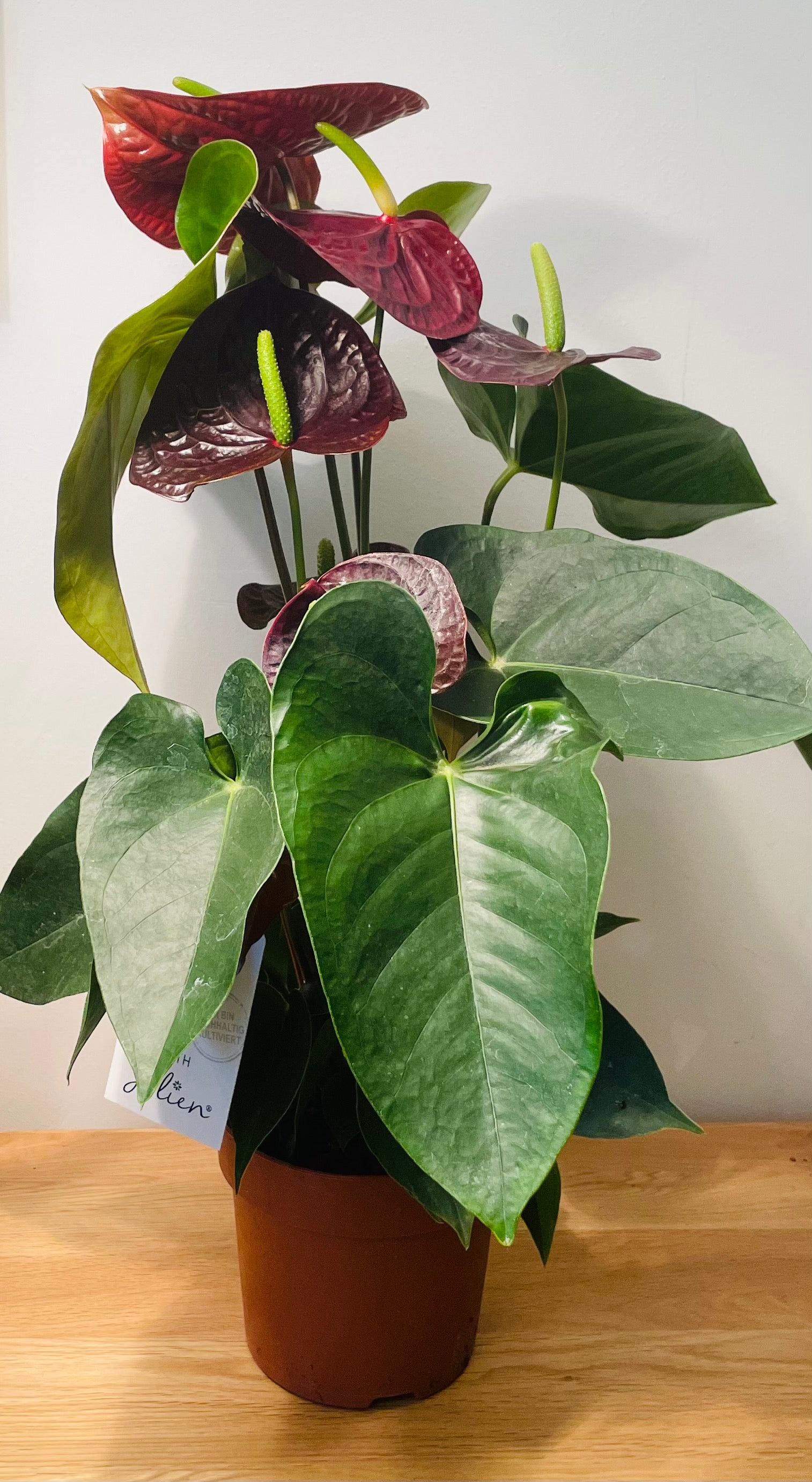 Black Anthurium Adraeanum 12cm Pot Cassandra's Plants
