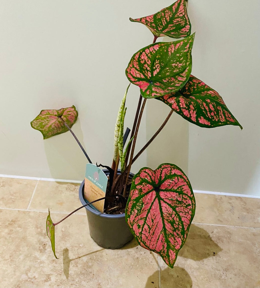 Caladium Pink Splash 10.5cm pot Cassandra's Plants
