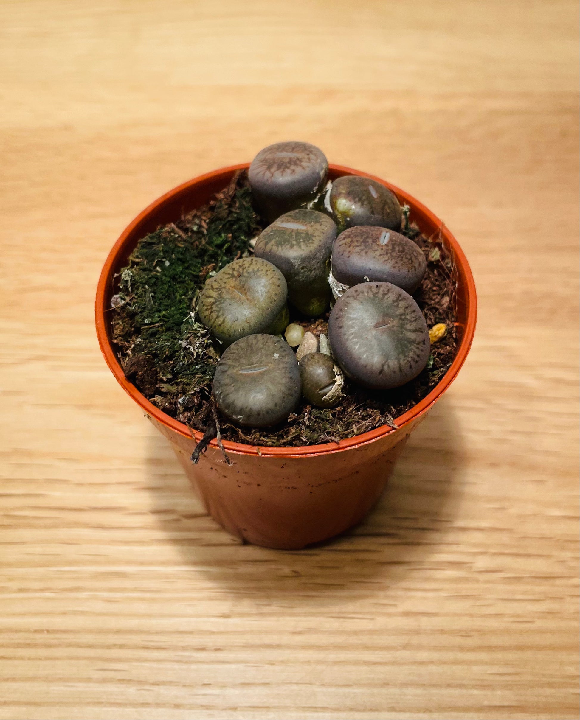 Lithops Aucampiea Dark Red wine Cassandra's Plants