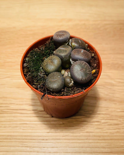 Lithops Aucampiea Dark Red wine Cassandra's Plants