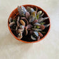 Kalanchoe Daigremontiana Mother Of Millions Tiger Stripe 5.5 cm Pot Cassandra's Plants