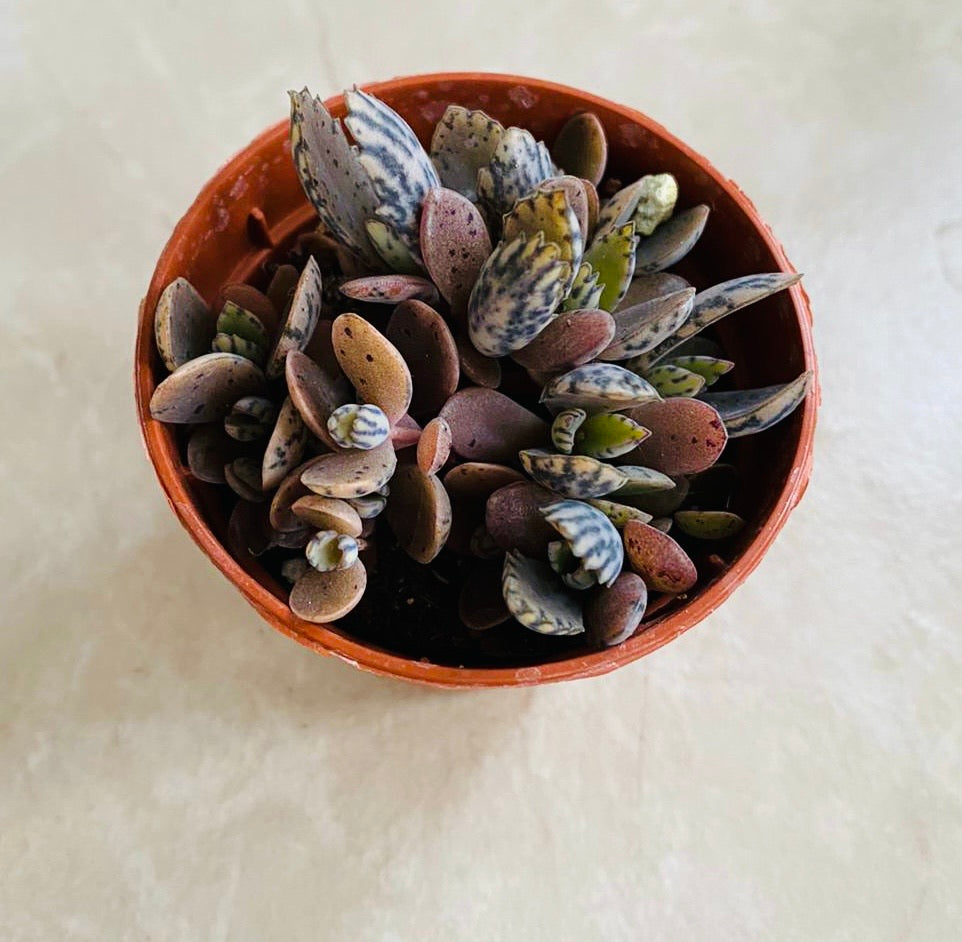 Kalanchoe Daigremontiana Mother Of Millions Tiger Stripe 5.5 cm Pot Cassandra's Plants