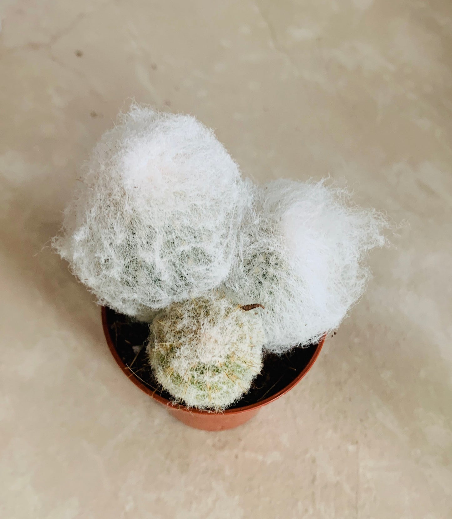Espostoa Melanostele subs. Nana Cotton Ball Cactus in 5.5cm Pot Cassandra's Plants