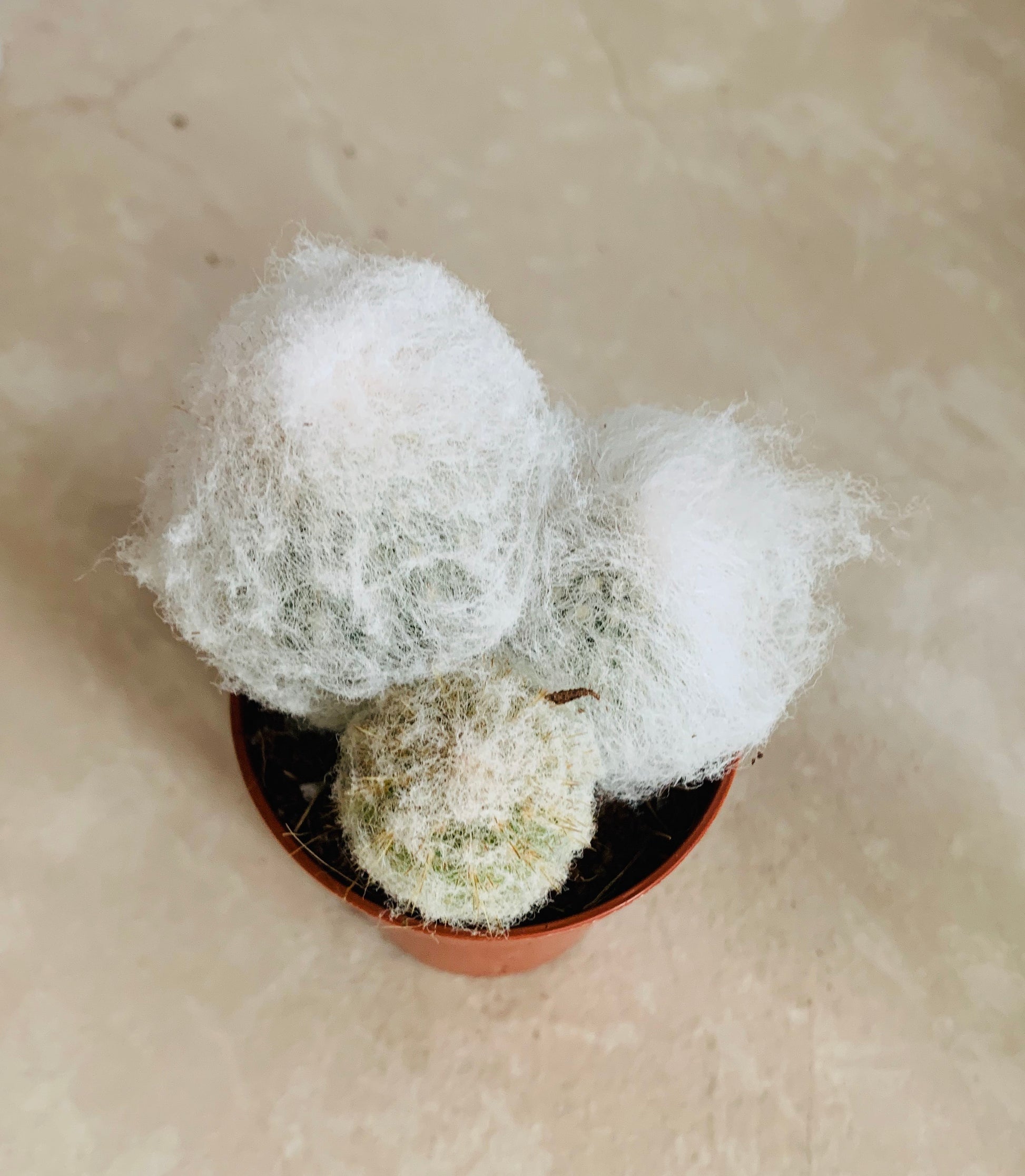 Espostoa Melanostele subs. Nana Cotton Ball Cactus in 5.5cm Pot Cassandra's Plants