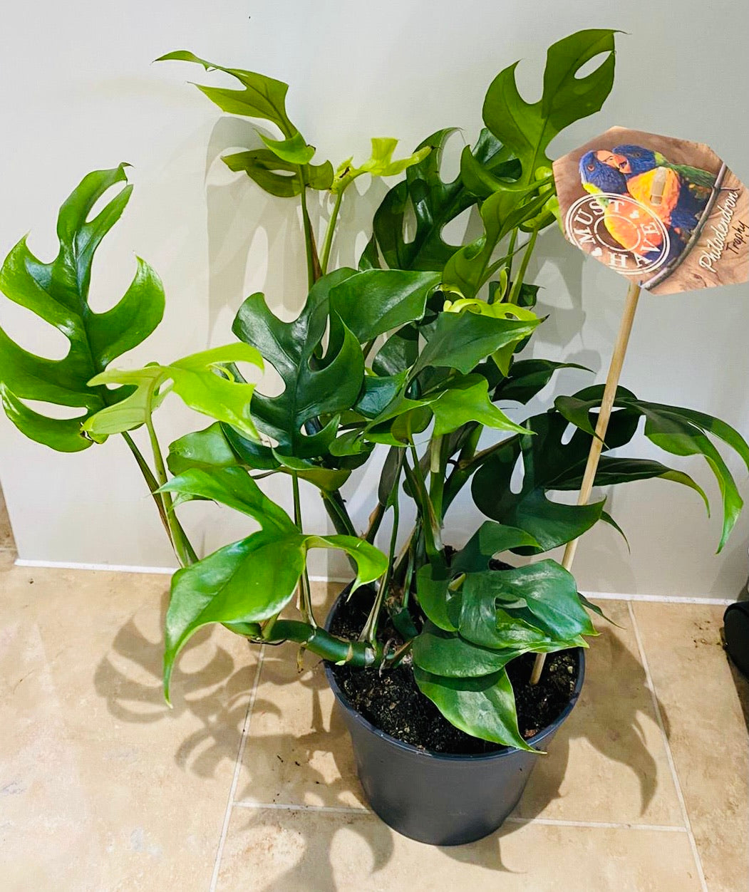 Rhaphidophora Tetrasperma 'Monstera Minima" 15cm Pot Cassandra's Plants