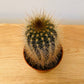 Pilocereus Chrysostele Cactus in 5.5cm Pot Cassandra's Plants