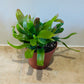 Rhipsalis Red Coral in a 12cm pot Cassandra's Plants