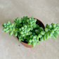 Sedum Burrito Burro’s Tail Cassandra's Plants