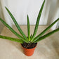 Aloe Vera 5.5cm Pot Cassandra's Plants
